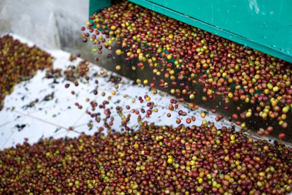 Pharmaceutical Industry